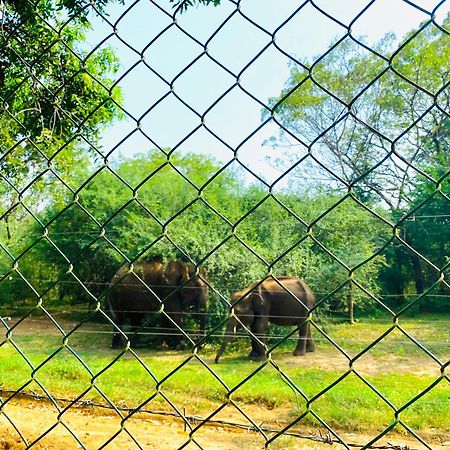 Forest Dew Udawalawa ウダワラウェ エクステリア 写真