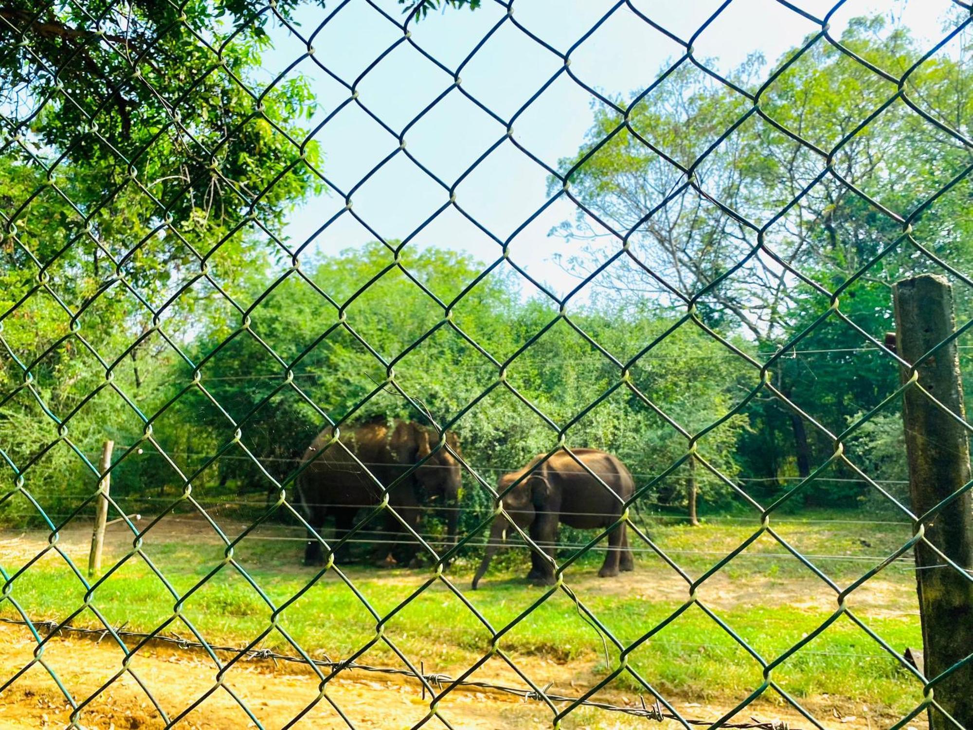 Forest Dew Udawalawa ウダワラウェ エクステリア 写真