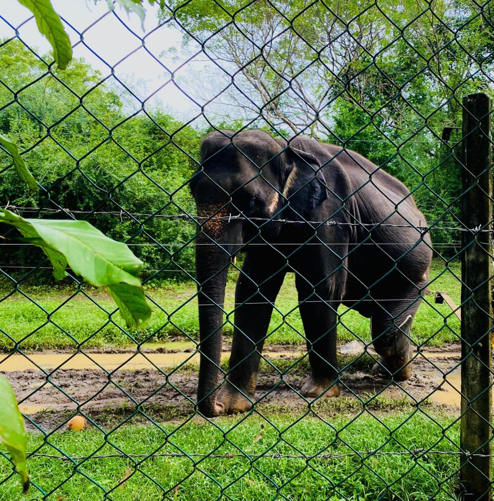 Forest Dew Udawalawa ウダワラウェ エクステリア 写真